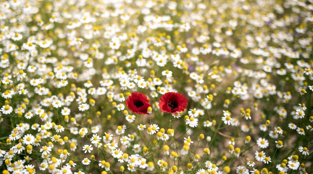 Βελτιωμένος ο καιρός το Σάββατο 8 Απριλίου στις περισσότερες περιοχές της χώρας - Αναλυτική πρόγνωση από την Εθνική Μετεωρολογική Υπηρεσία.