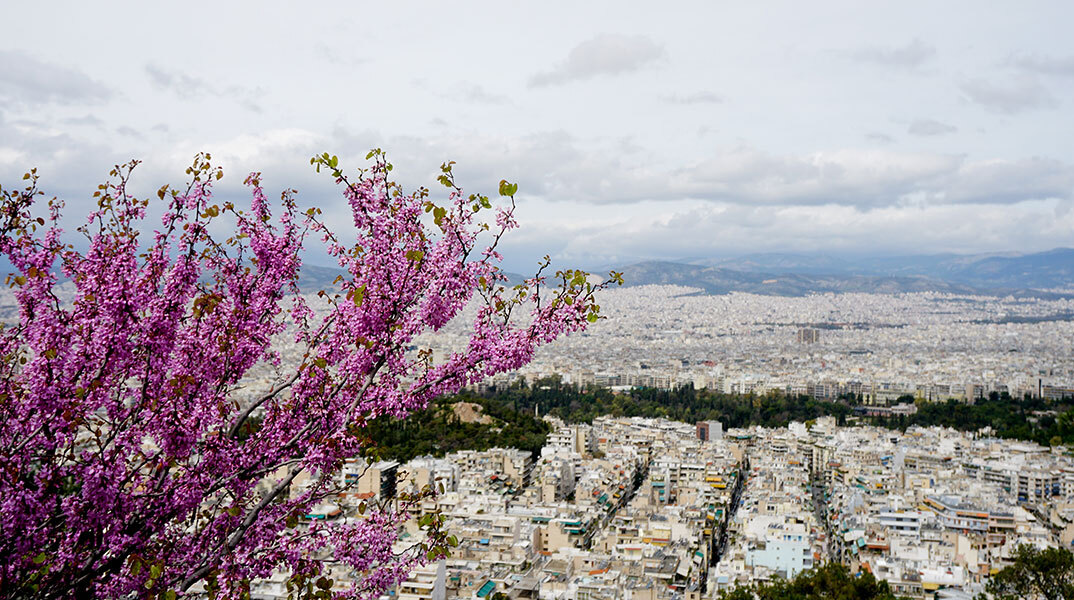 Κουτσουπιά, Αθήνα. 