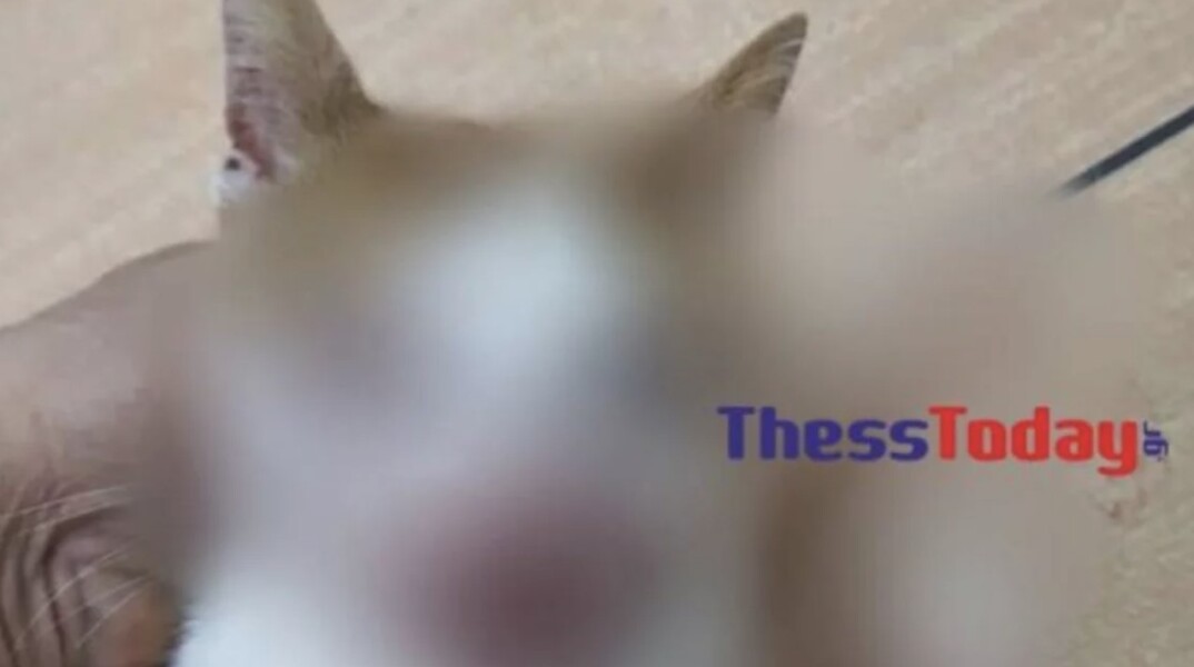 Κακοποιημένο γατάκι στη Θεσσαλονίκη