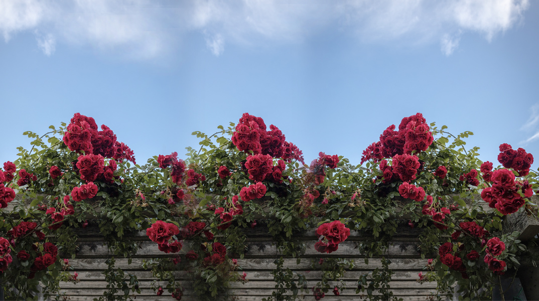 7 υποαλλεργικά λουλούδια για να φυτέψετε στον κήπο σας