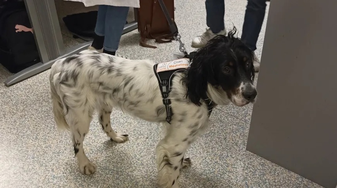 Η ιστορία του σκύλου Σνούπι, του αγγλικού σέτερ, που προσελήφθη στο Ινστιτούτο Κιουρί στο Παρίσι ως μέλος του νοσηλευτικού προσωπικού.