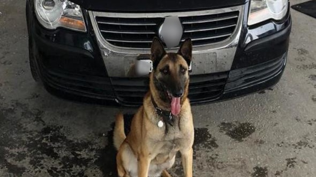 Ο αστυνομικός σκύλος Λάικα