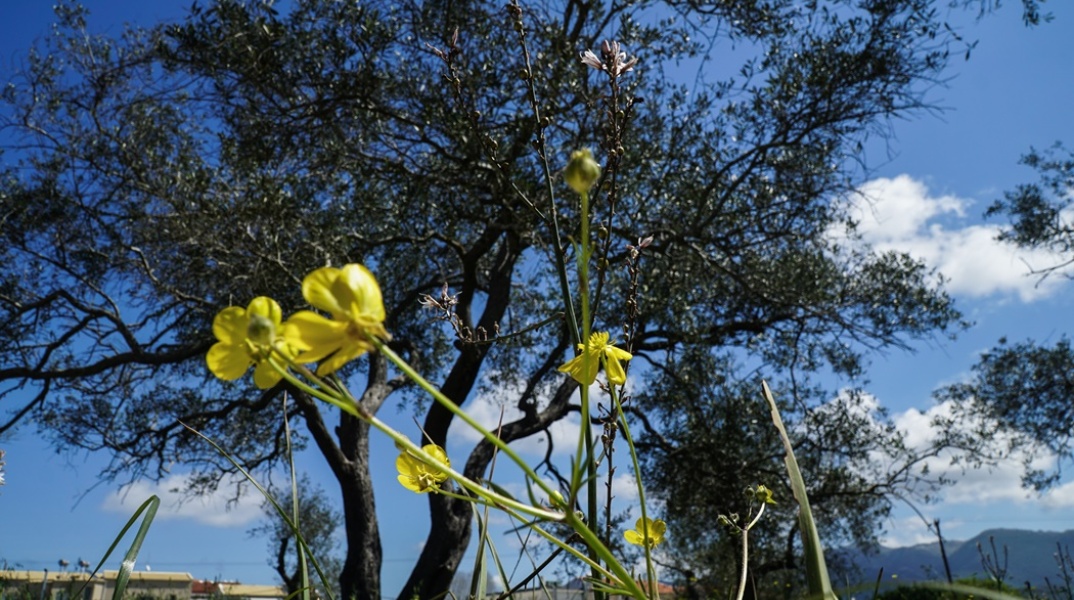Λουλουδάκι και ελιά 