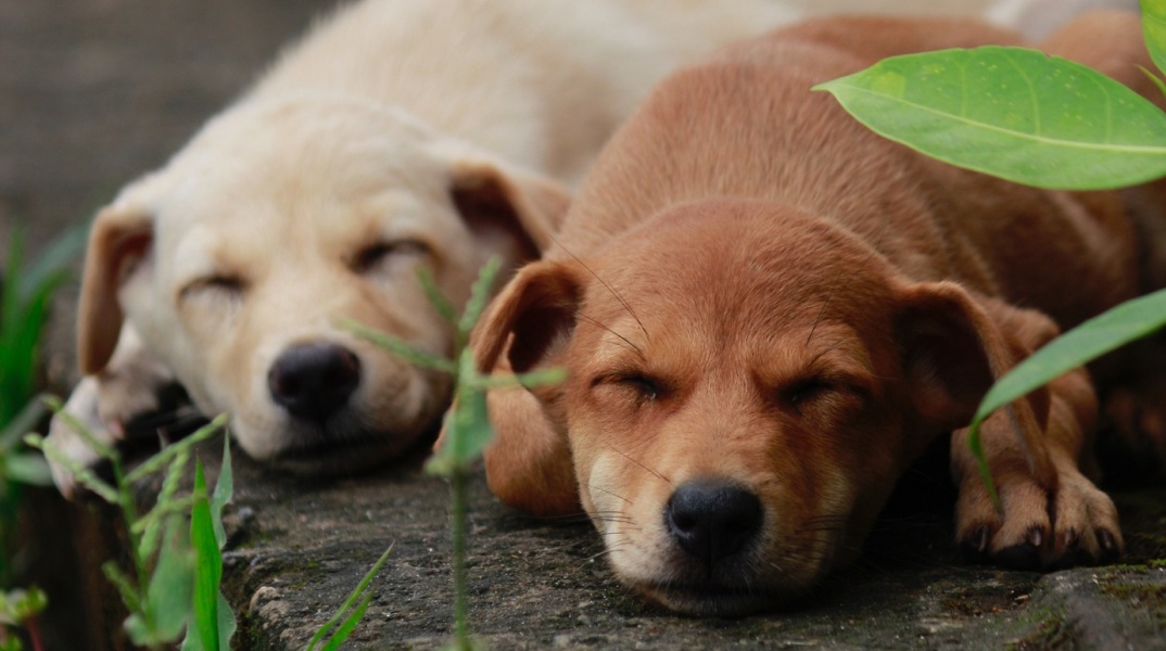 Άγνωστος τοποθέτησε φόλες στο Τυμπάκι Ηρακλείου με αποτέλεσμα να χάσουν τη ζωή τους πέντε σκυλιά - Εκπαιδευμένο σκυλί της Θηροφυλακής εντόπισε το δηλητήριο. 