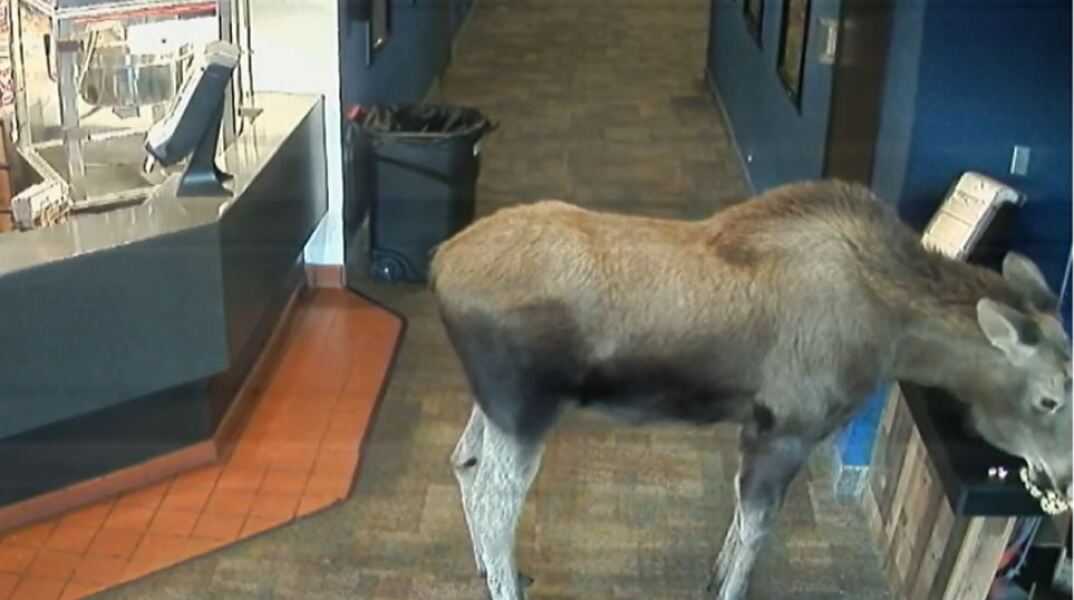 Viral βίντεο που δείχνει μία άλκη να μπαίνει σε σινεμά και να «τσιμπάει» ποπ κορν