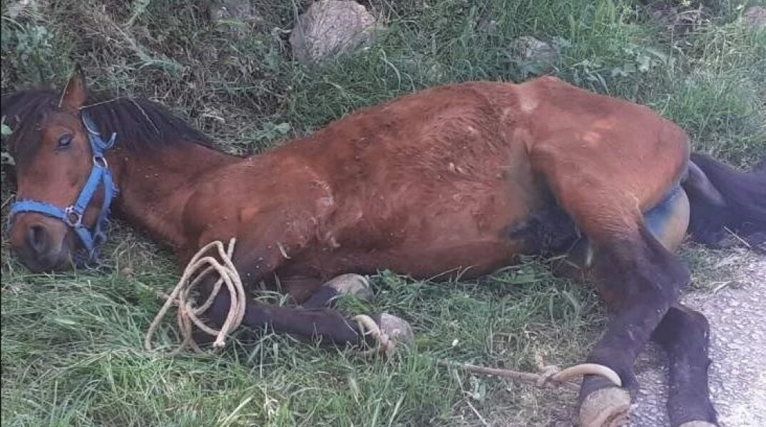 Άλογο ξαπλωμένο σε χωράφι στη Τζιά - Δεμένα τα πόδια του με σκοινί