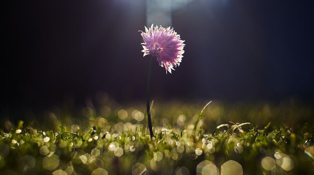 Εορτολόγιο: λίγα λουλούδια για τους εορτάζοντες