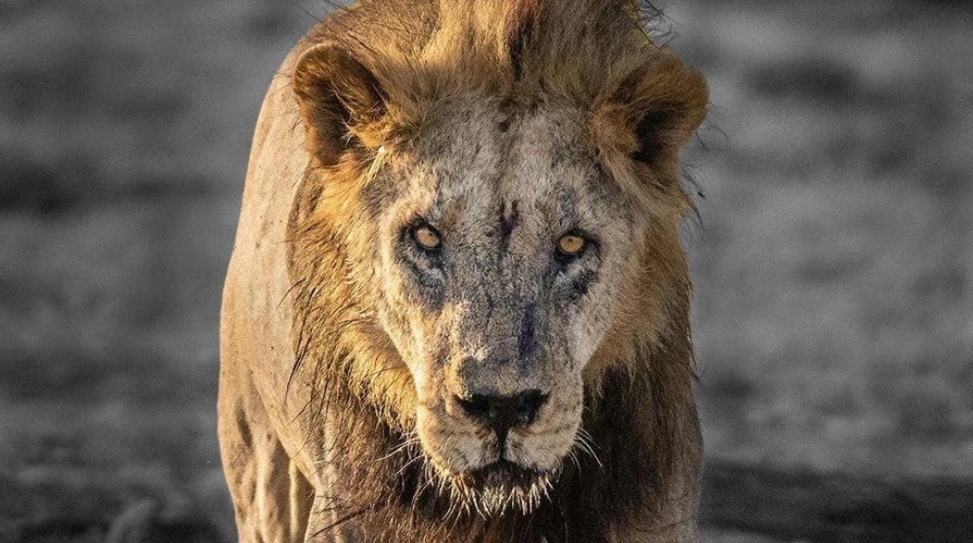 Κένυα: Ο Λουνκίτο, το γηραιότερο λιοντάρι της χώρας σκοτώθηκε από κτηνοτρόφους Μασάι όταν επιχείρησε να επιτεθεί στα ζώα τους.