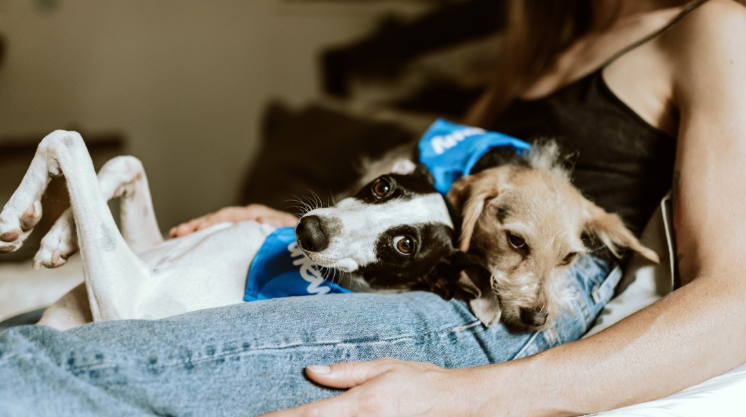 Πώς θα φέρω νέο κατοικίδιο στο σπίτι