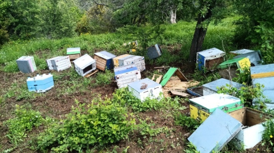 Aρκούδα τρώει μέλι σπάζοντας κυψέλες παραγωγών στη Χαλκιδική
