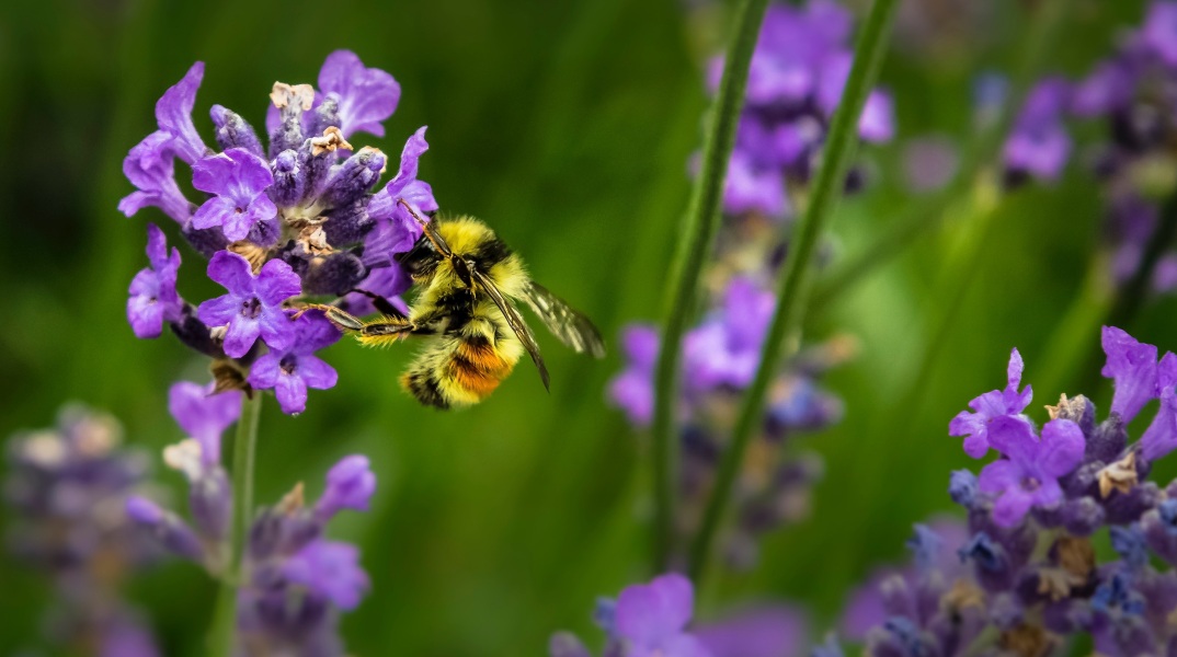Greenpeace: Η Ευρωπαϊκή Ένωση εξάγει ετησίως πάνω από 10.000 τόνους απαγορευμένων, δολοφονικών για τις μέλισσες, φυτοφαρμάκων.