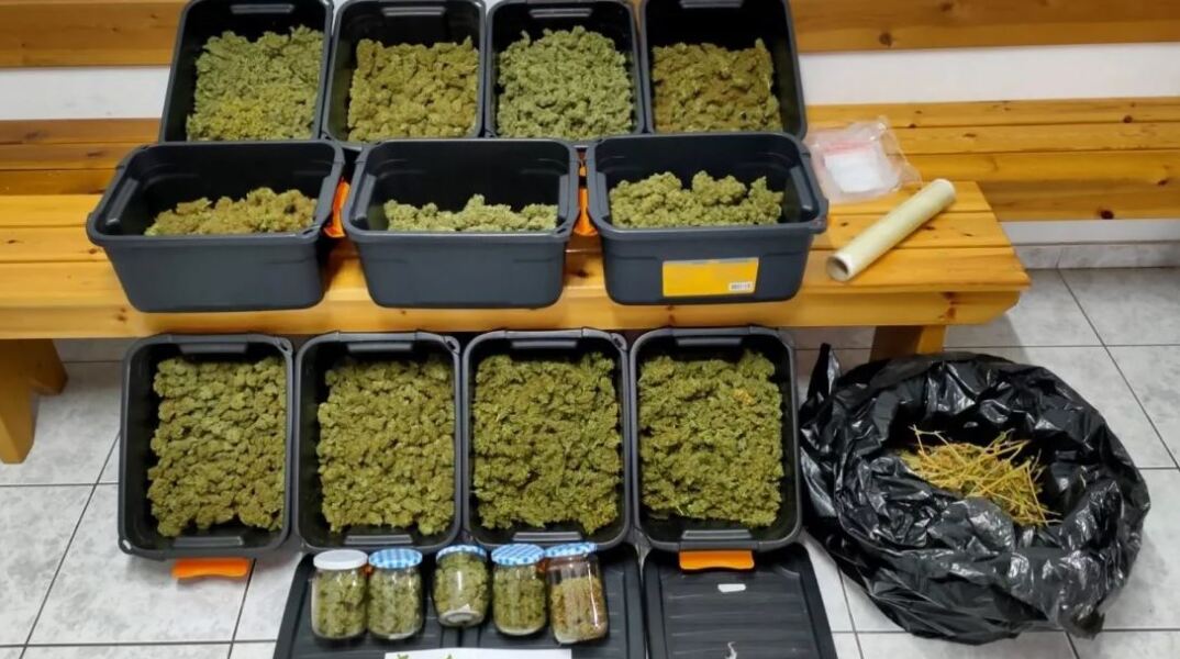 Συνελήφθη διακινητής κάνναβης - Φύλαγε τη χασισοφυτεία του με σπαθί