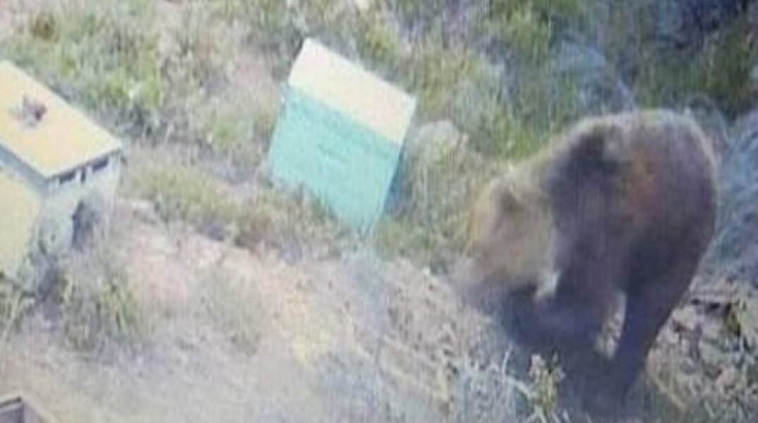 Θεσσαλονίκη: Αρκούδα και στο φράγμα Τριαδίου του δήμου Θέρμης, έπειτα από τις αναφορές για τον δήμο Πυλαίας - Χορτιάτη - Έκκληση για προσοχή στους πολίτες.