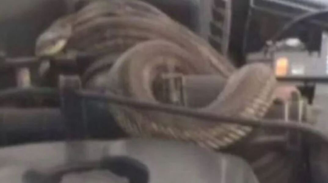 Οδηγός στη Θεσσαλονίκη βρήκε φίδι τυλιγμένο στον κινητήρα του αυτοκινήτου του
