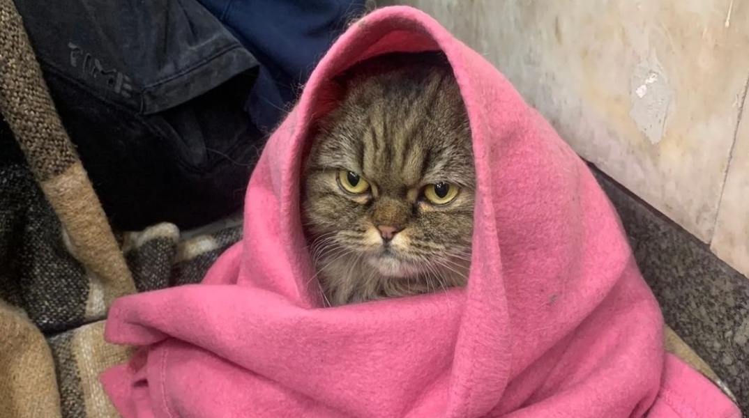 Ουκρανία: Η γάτα Κλόε από το καταφύγιο του Κιέβου έγινε viral - Υπομένει τους ρωσικούς βομβαρδισμούς τυλιγμένη σε μια ροζ κουβέρτα.