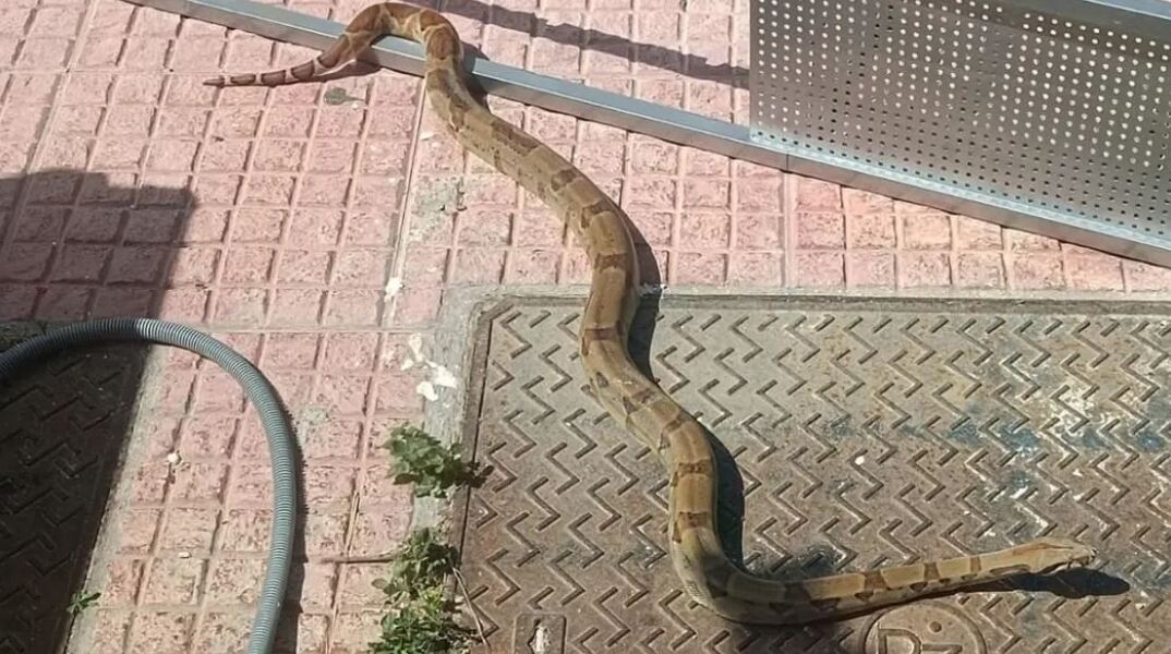 Βόας προκάλεσε πανικό στο Καρλόβασι Σάμου