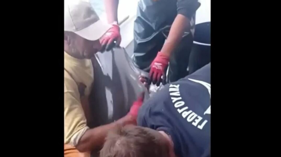 «Καθόταν σαν μωρό» - Viral η διάσωση δελφινιού από ψαράδες στην Κάλυμνο