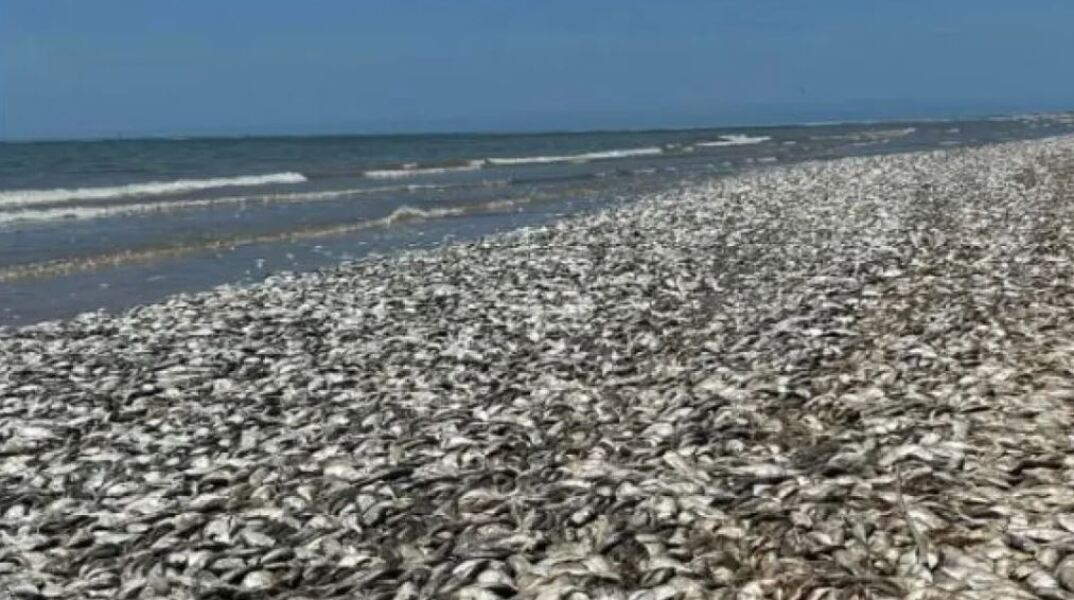 Γιατί ξεβράστηκαν δεκάδες χιλιάδες νεκρά ψάρια στις ακτές του Τέξας