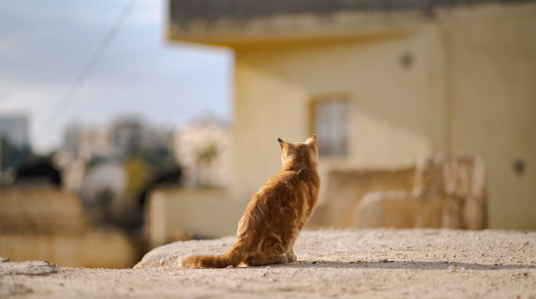 Πορτοκαλί γάτα γυρισμένη πλάτη σε δρόμο