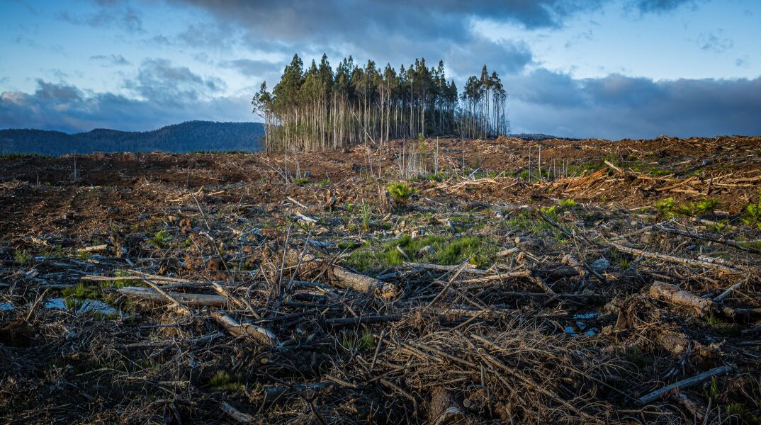 Δέντρα κομμένα και μία εικόνα που παραπέμπει σε «κακοποιημένο» δάσος