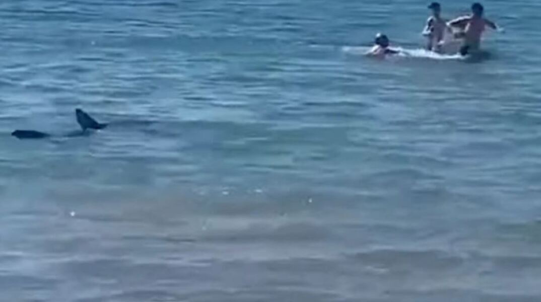 Καρχαρίας κυνηγά λουόμενους στα ρηχά παραλίας στο Αλικάντε στην Ισπανία (βίντεο)