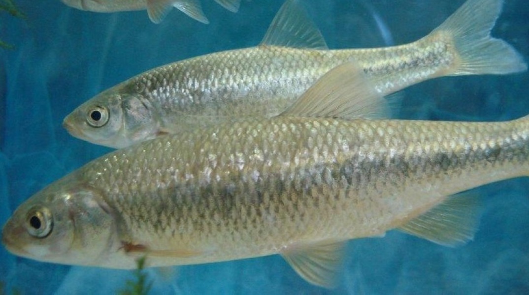 Ψάρι γκιζάνι: Ζει στα γλυκά νερά της Ρόδου και κατορθώνει να επιβιώνει παρά τους κινδύνους που αντιμετωπίζει - Τα νομοθετικά μέτρα για την προστασία του.