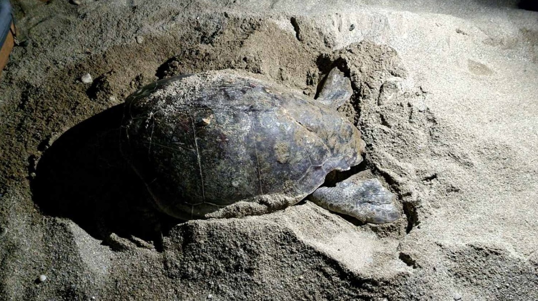 Κρήτη: Θαλάσσια χελώνα δεν έβρισκε χώρο να γεννήσει - Εμπόδιο οι ξαπλώστρες - Χρήστης των κοινωνικών δικτύων καταγγέλλει την περιβαλλοντική αδιαφορία.