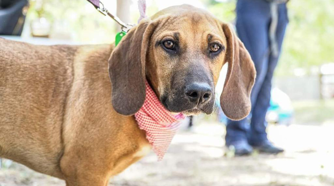 «Γιορτή Υιοθεσίας Αδέσποτων» στο Νέο Ψυχικό