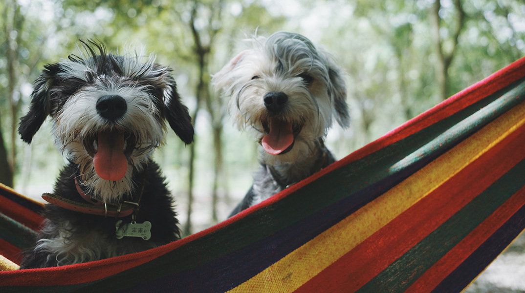 Δύο σκυλάκια. 