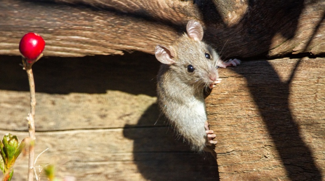 Κεφάλια ποντικών βρέθηκαν μέσα σε συσκευασίες γευμάτων σε καφετέριες της Κίνας - Ανησυχίες σχετικά με την ασφάλεια των τροφίμων - Χιλιάδες παραβιάσεις ασφαλείας