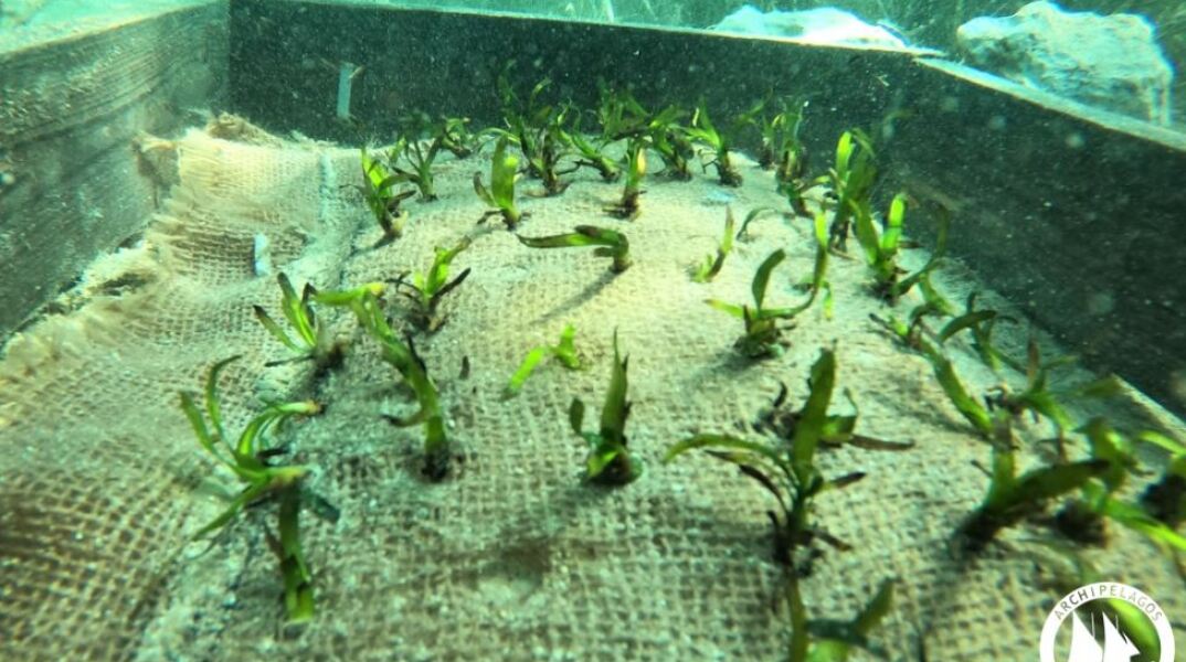 Οι Λειψοί πρωτοπορούν και πάλι και φυτεύουν υποβρύχιους κήπους