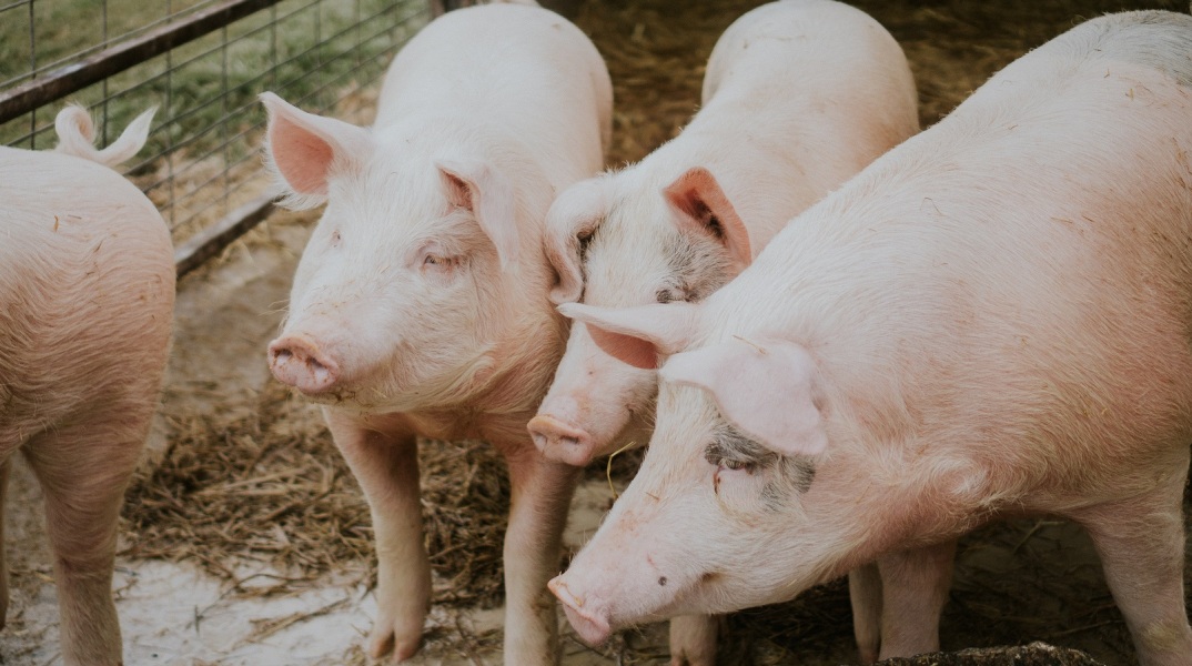 Σύσκεψη για την αφρικανική πανώλη των χοίρων στην Περιφέρεια Κεντρικής Μακεδονίας, παρουσία του Λευτέρη Αυγενάκη - Συναγερμός στις κτηνοτροφικές μονάδες.