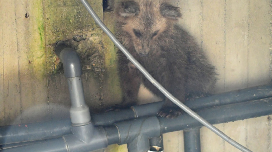 Σώθηκε αρκουδάκι που έπεσε σε δεξαμενή