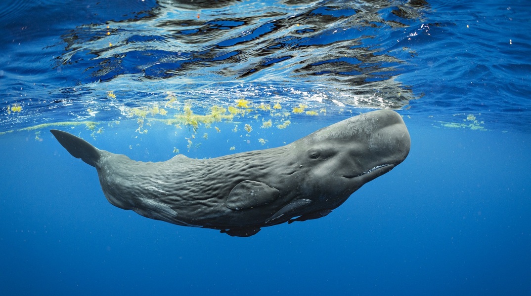 Μπράιαν Σκέρι: Ο συναρπαστικός κόσμος των φαλαινών και άλλες υποβρύχιες ιστορίες το καλοκαίρι στην Αντίπαρο - Θα μιλήσει για το «Secret of the Whales».
