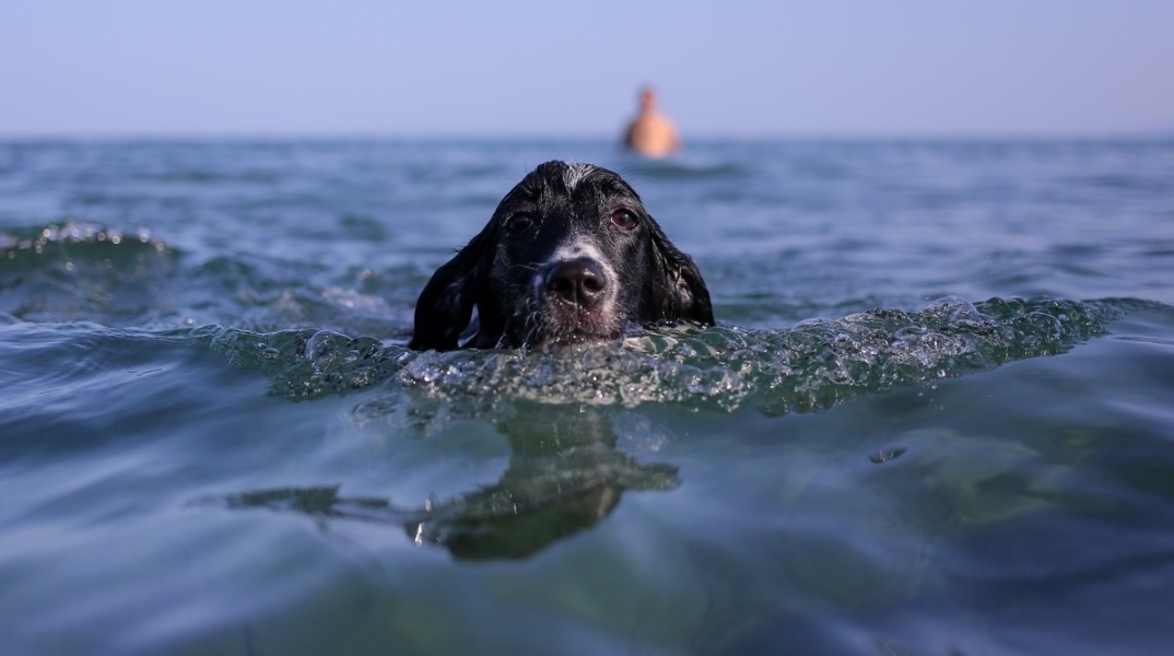 Καιρός: Ξεπέρασε τους 36 βαθμούς Κελσίου η μέγιστη θερμοκρασία σήμερα - Αναλυτική πρόγνωση για την Τετάρτη 5 Ιουλίου από το meteo και την ΕΜΥ.