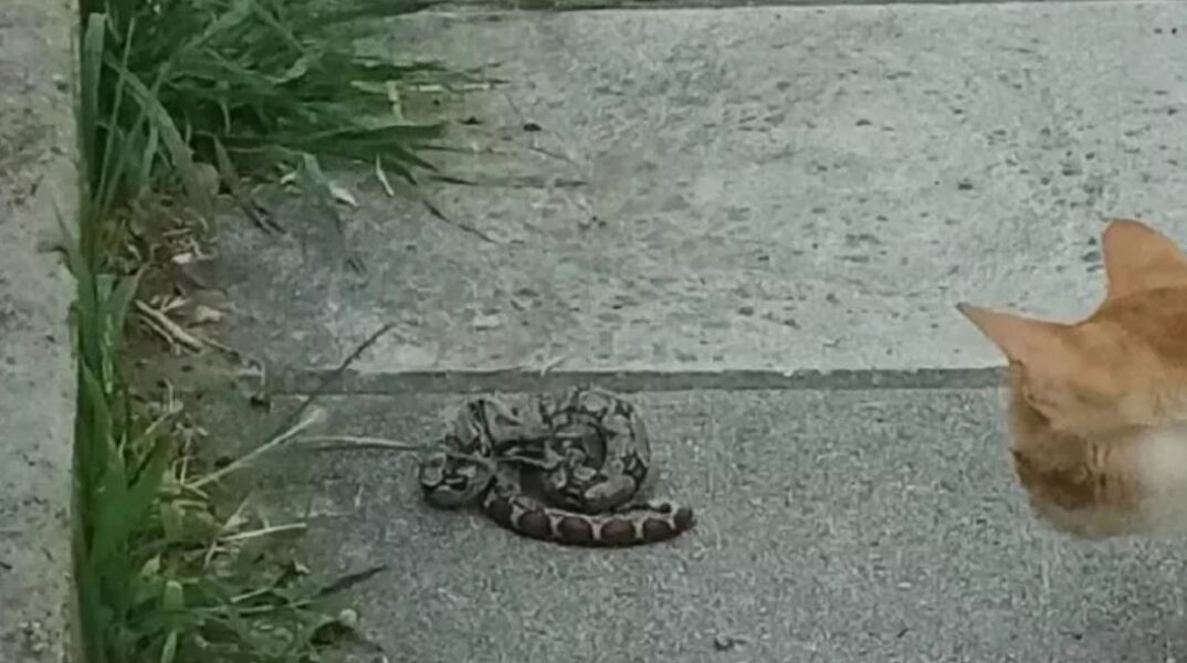 Πέθανε ο βόας που είχε βρεθεί σε πάρκο στην Τούμπα Θεσσαλονίκης