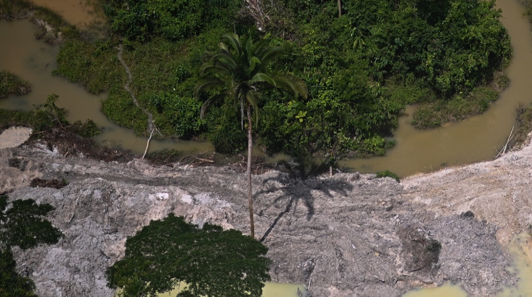 Αμαζόνιος - Δέντρα