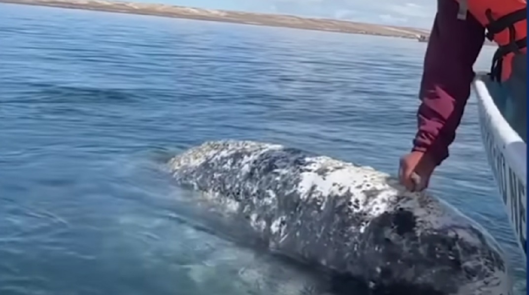 Απίστευτο βίντεο: Φάλαινα «ζήτησε βοήθεια» από ανθρώπους