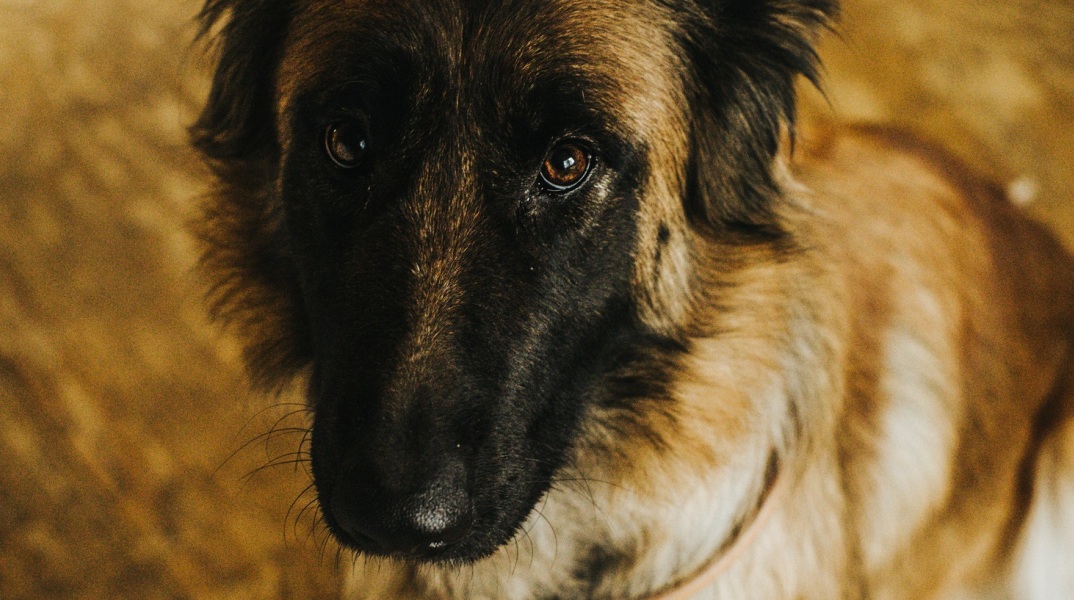 Κακοποίηση σκύλου στο Ρέθυμνο: Σοκαριστικό περιστατικό - Βελγικό λυκόσκυλο βρέθηκε ακρωτηριασμένο και δεμένο σε κάδους σκουπιδιών.