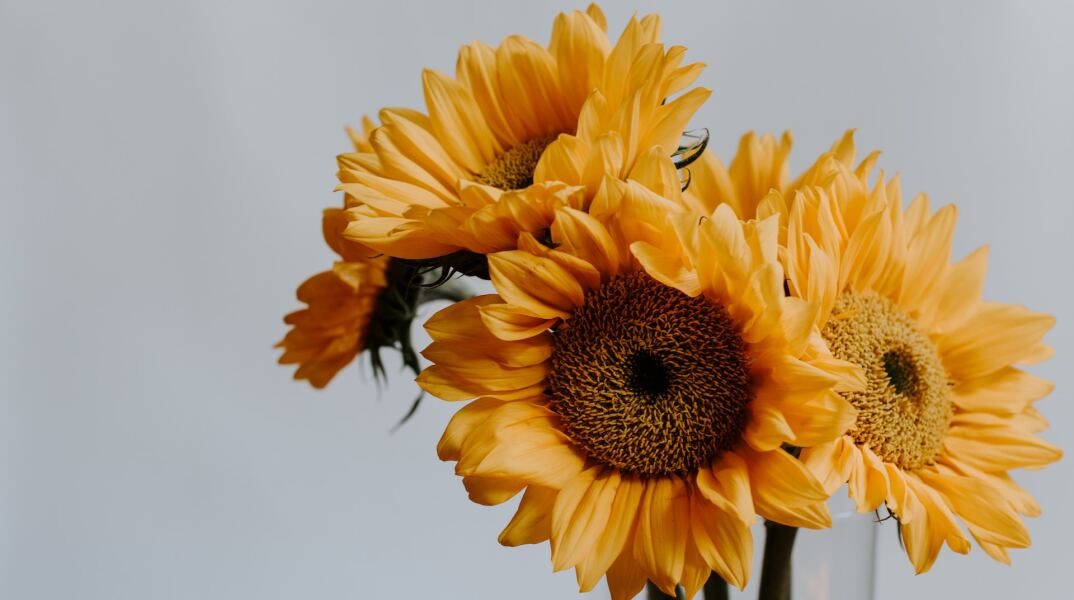 Ηλιοτρόπια για τους εορτάζοντες