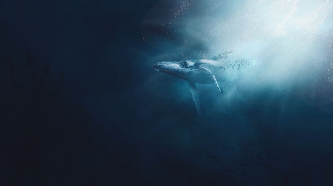 Φάλαινα