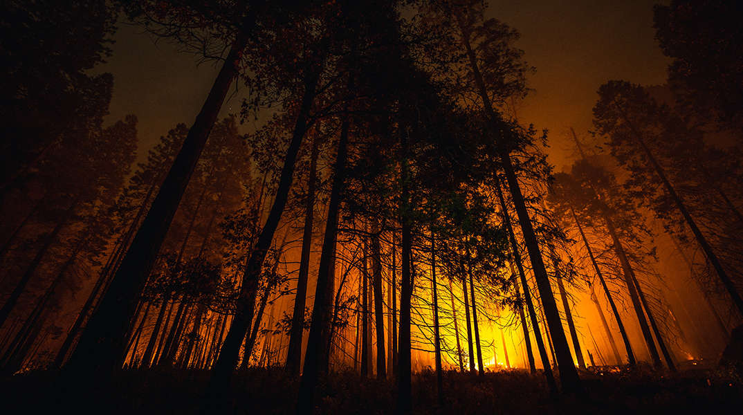 Τα δάση καίγονται το χειμώνα