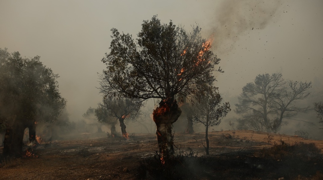 Κλαδιά δέντρου καίγονται 