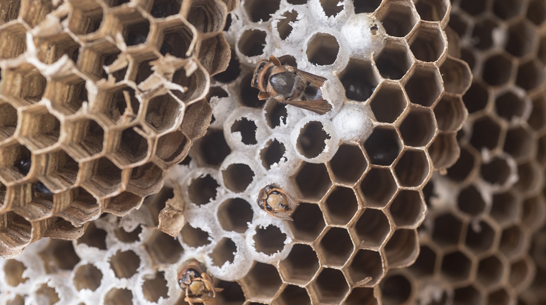 Σφίγγες, μια σουρεαλιστική προσέγγιση.