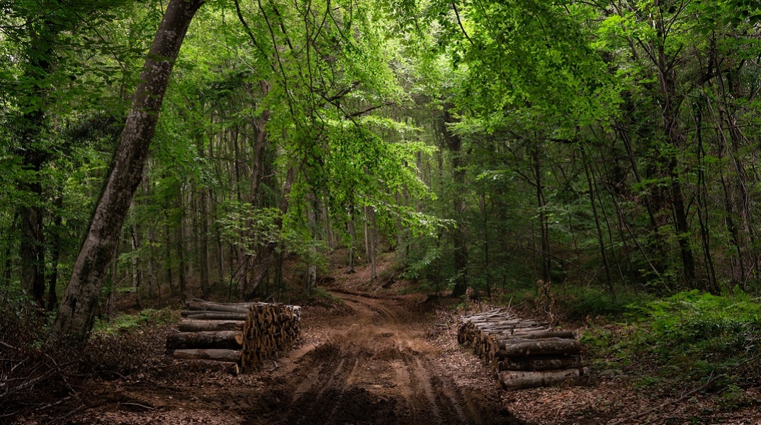 Δάσος Βαρβάρας Χαλκιδικής όπου ανθεί η υλοτομική δραστηριότητα
