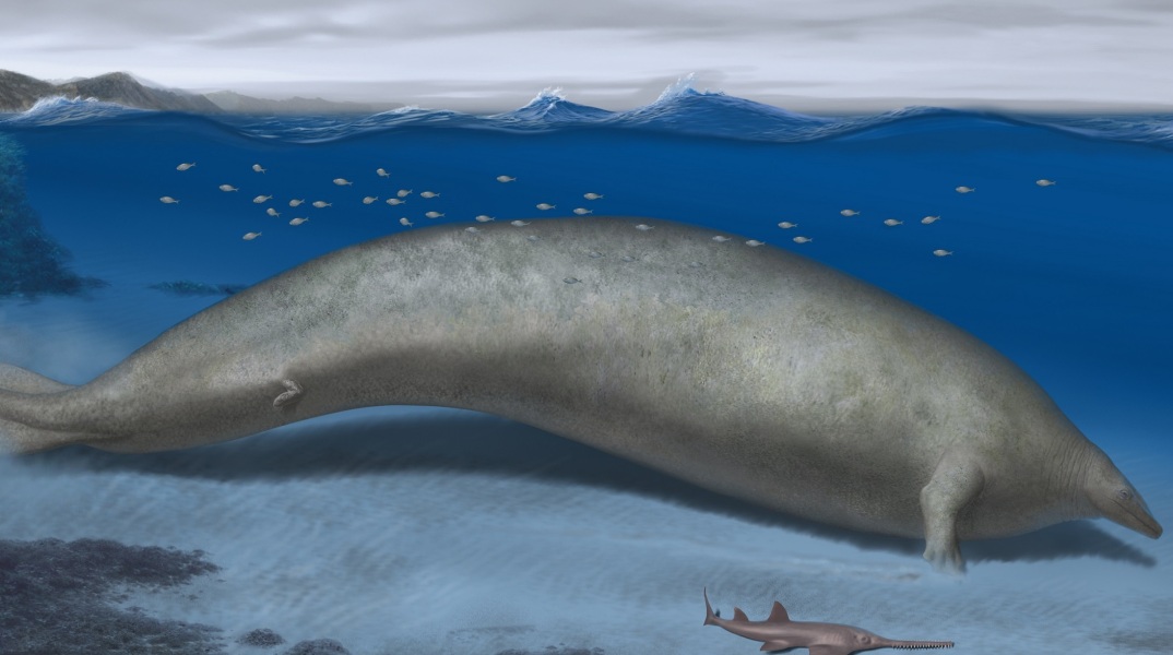Επιστήμη - Παλαιοντολογία: Φάλαινα ηλικίας 39 εκατομμυρίων ετών το βαρύτερο ζώο που έχει καταγραφεί - Φέρει την ονομασία Perucetus colossus.