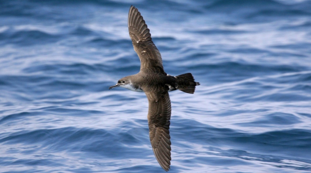 Τα έξι θαλασσοπούλια που πετούν πάνω από τις ελληνικές θάλασσες.