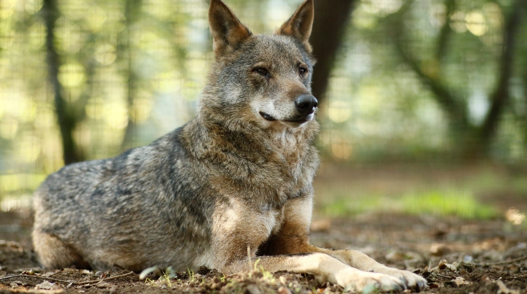 Ισπανία: Ο Ιβηρικός λύκος αφανίστηκε στην περιοχή της Ανδαλουσίας 