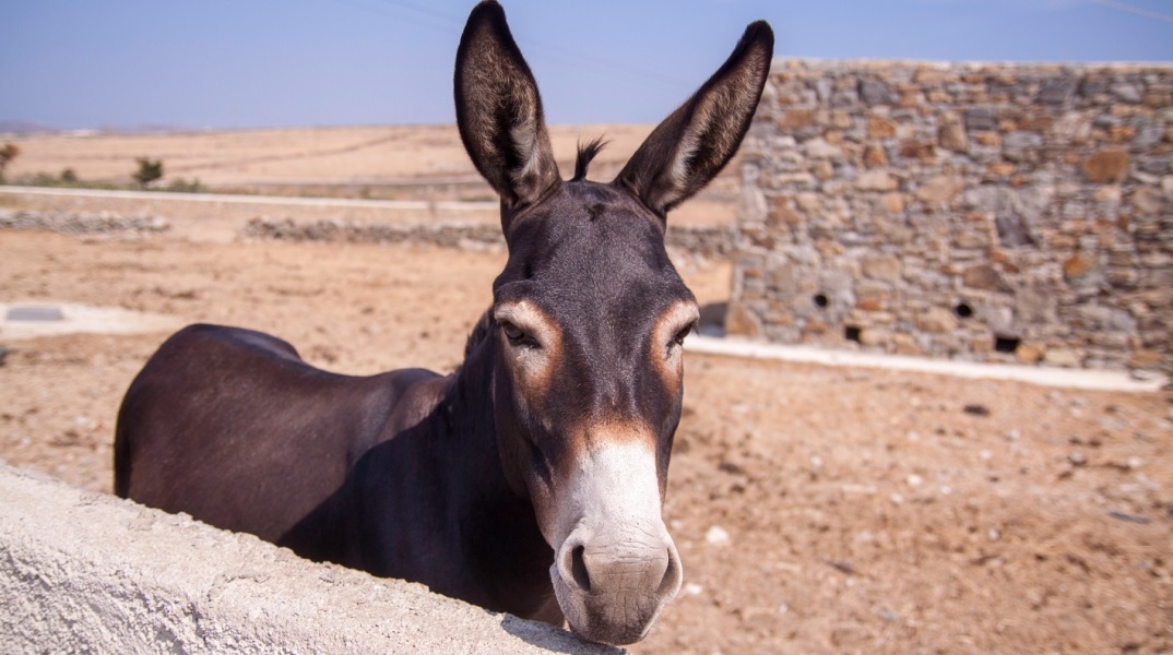 Κακοποίηση ζώων: Το σποτ του Ελληνικού Συλλόγου Προστασίας Ιπποειδών - Συμβουλευτικός οδηγός για καταγγελίες περιστατικών. 