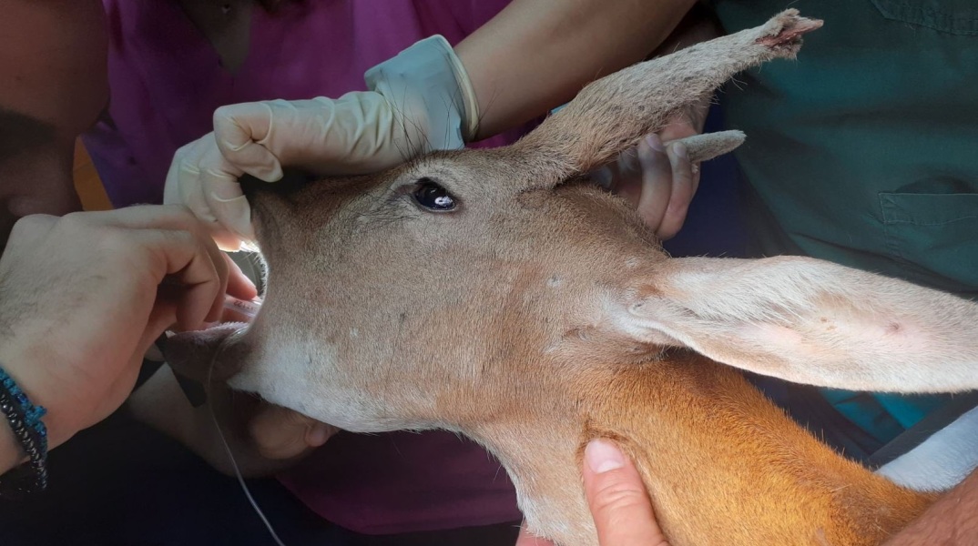 Φωτιά στη Ρόδο: Χειρουργήθηκε με επιτυχία το νεαρό ελαφάκι που διασώθηκε από τις φλόγες - Η μεταφορά στην Αθήνα και η παροχή ιατρικής φροντίδας.